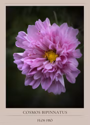 Rosenskära -Double Click Rose Bonbon