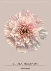 Rosenskära - Double Click Bicolour Pink