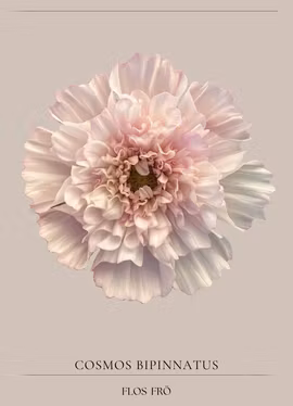 Rosenskära - Double Click Bicolour Pink