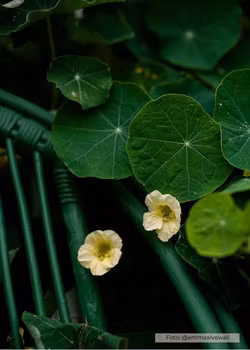 Slingerkrasse -Milkmaid