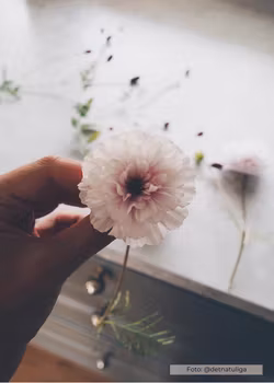 Rosenskära - Double Click Bicolour Pink
