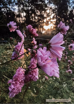 Rosenskära -Double Click Rose Bonbon