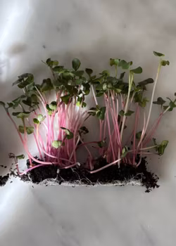 Microgrönt - Rädisa Rosa EKO