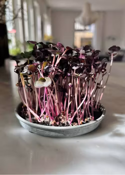 Microgrönt - Rädisa Rosso EKO