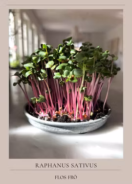 Microgrönt - Rädisa Rosa EKO