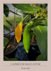 Chili - Aji Pineapple