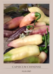 Chili - Smooth White