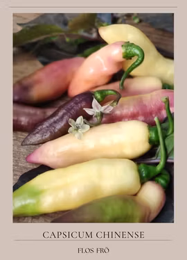 Chili - Smooth White