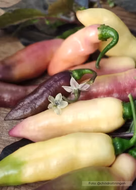 Chili - Smooth White