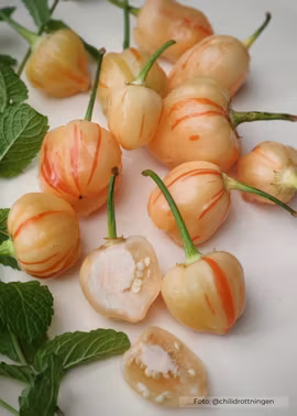 Chili - Peppapeach Stripey