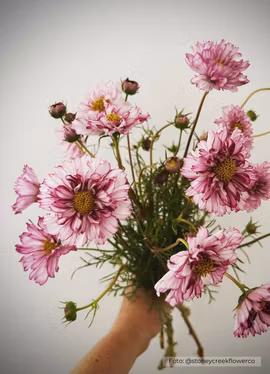 Rosenskära - Double Click Violet Bicolour