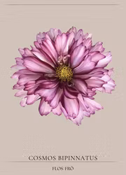 Rosenskära - Double Click Violet Bicolour