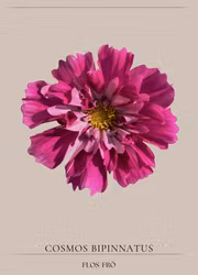 Rosenskära - Double Click Cranberries