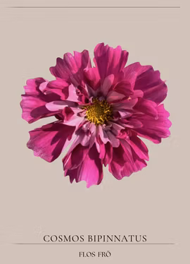 Rosenskära - Double Click Cranberries