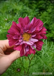 Rosenskära - Double Click Cranberries