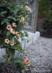 Svartöga - African Sunset Mixed