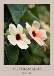 Svartöga - African Sunset Mixed