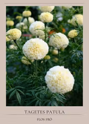 Tagetes -White Swan
