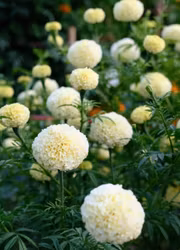 Tagetes -White Swan