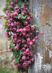 Törnrosas Kjortel- Purple Bells