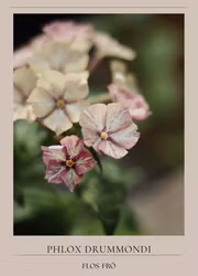 Phlox - Cherry Caramel