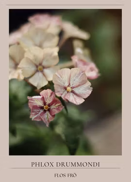 Phlox - Cherry Caramel