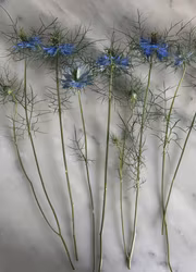 Jungfrun i det gröna -Miss Jekyll light blue