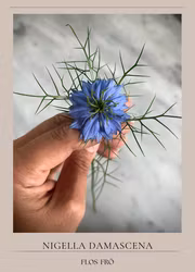 Jungfrun i det gröna -Miss Jekyll light blue