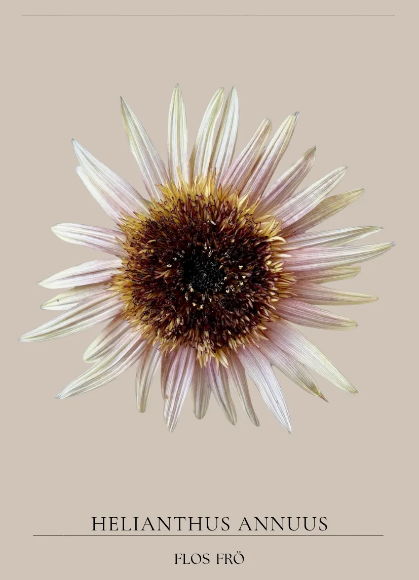 Solros -Astra Rose, så solros, odla solros, snittblomma solros - Flos ...
