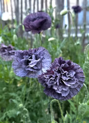 Kornvallmo -Amazing Grey