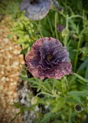 Kornvallmo - Amazing Grey