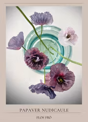 Kornvallmo -Amazing Grey