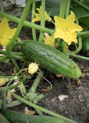 Frilandsgurka - Hokus