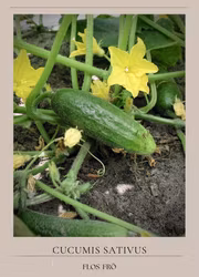Frilandsgurka - Hokus