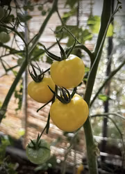 Tomat - White Sensation EKO