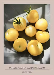 Tomat - White Sensation EKO