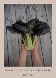 Pak Choi - Cardinal F1