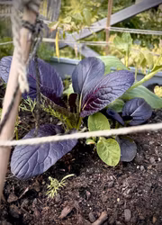 Pak Choi - Cardinal F1