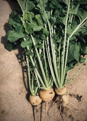 Majrova -Goldana EKO