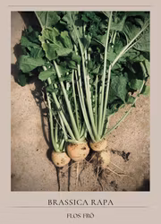 Majrova -Goldana EKO