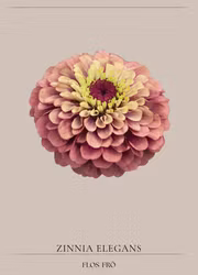 Zinnia - Queen Red lime