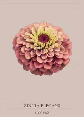 Zinnia - Queen Red lime