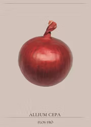 Röd lök -Tropea Rossa tonda Record EKO