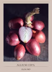 Lök -Ramta di Milano