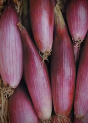 Schalottenlök - Rossa Lunga di Firenza