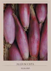 Schalottenlök - Rossa Lunga di Firenza