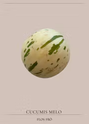 Melon - Sauro F1