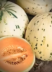 Melon - Sauro F1