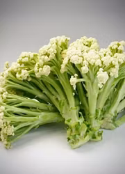 Blomkål - Fioretto F1