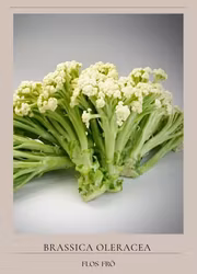 Blomkål - Fioretto F1